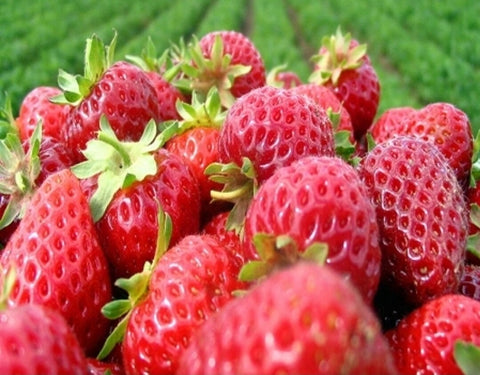 Strawberry Fragrance Oil