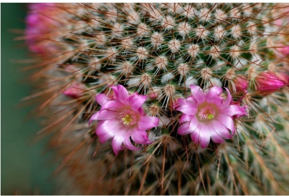 Baja Cactus Blossom Fragrance Oil