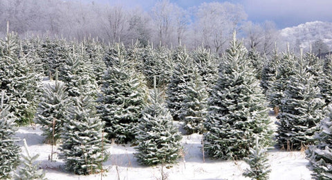 Christmas Tree Farm Fragrance Oil