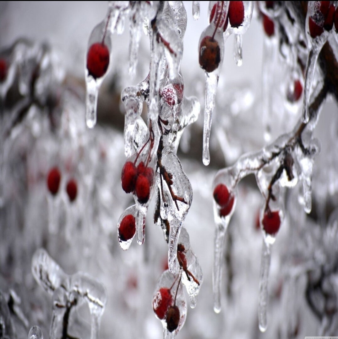 Winter Wonderberry Fragrance Oil